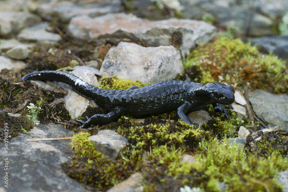 Closeup on the all black Alpine salamander, Salamandra atra from the Swiss Alps Closeup on the all black Alpine salamander, Salamandra atra from the Swiss Alps