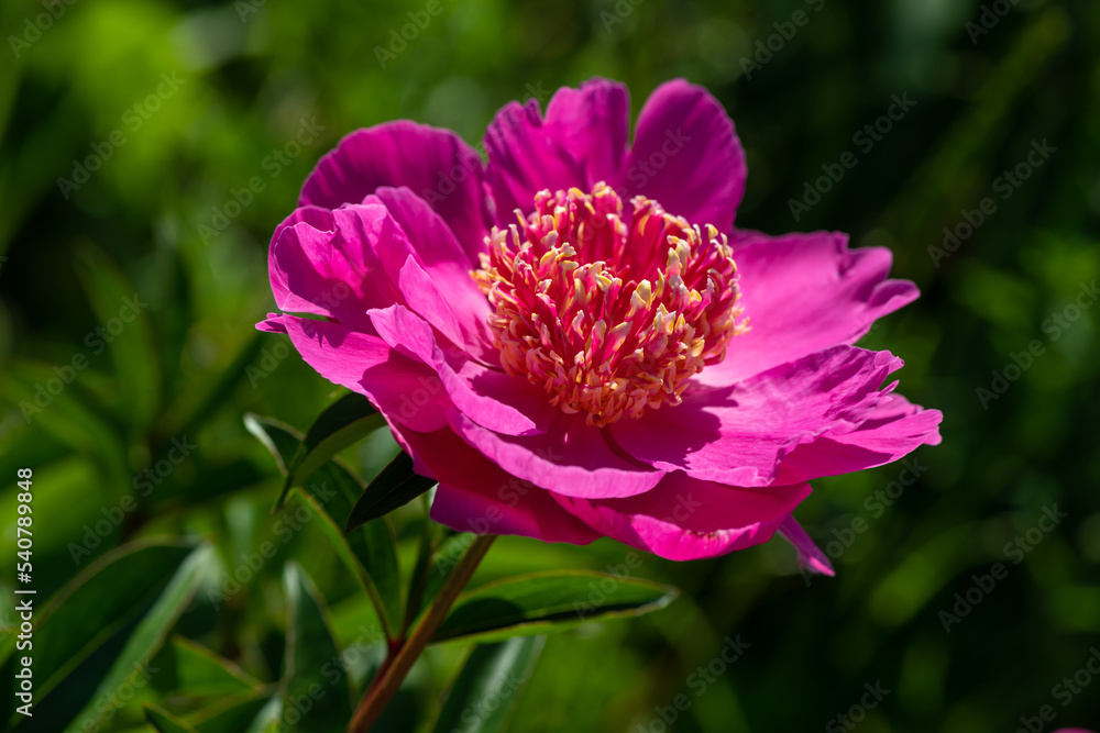 Nice red and pink roses in botanical garden at summer day, nature and flowers, color background Nice red and pink roses in botanical garden at summer day, nature and flowers, color background