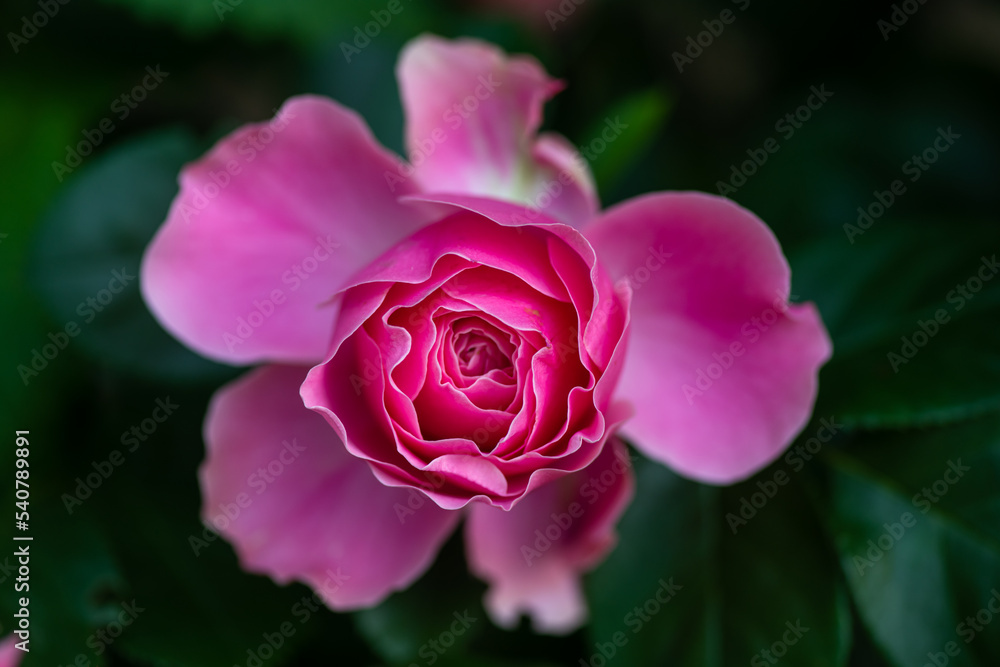 Nice red and pink roses in botanical garden at summer day, nature and flowers, color background Nice red and pink roses in botanical garden at summer day, nature and flowers, color background