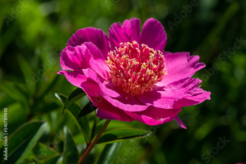 Nice red and pink roses in botanical garden at summer day  nature and flowers  color background