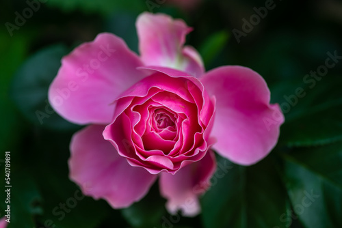 Nice red and pink roses in botanical garden at summer day  nature and flowers  color background