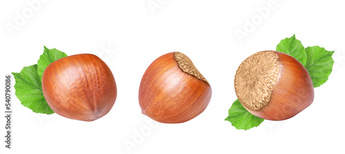 Hazelnuts isolated on white or transparent background. Collection of three whole filbert nuts with green leaves