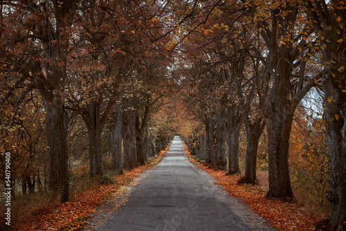 Beautiful autumn forest endless road