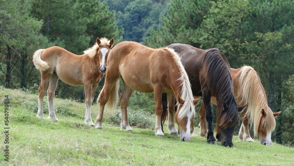 Herd of horses grazing on a mountain