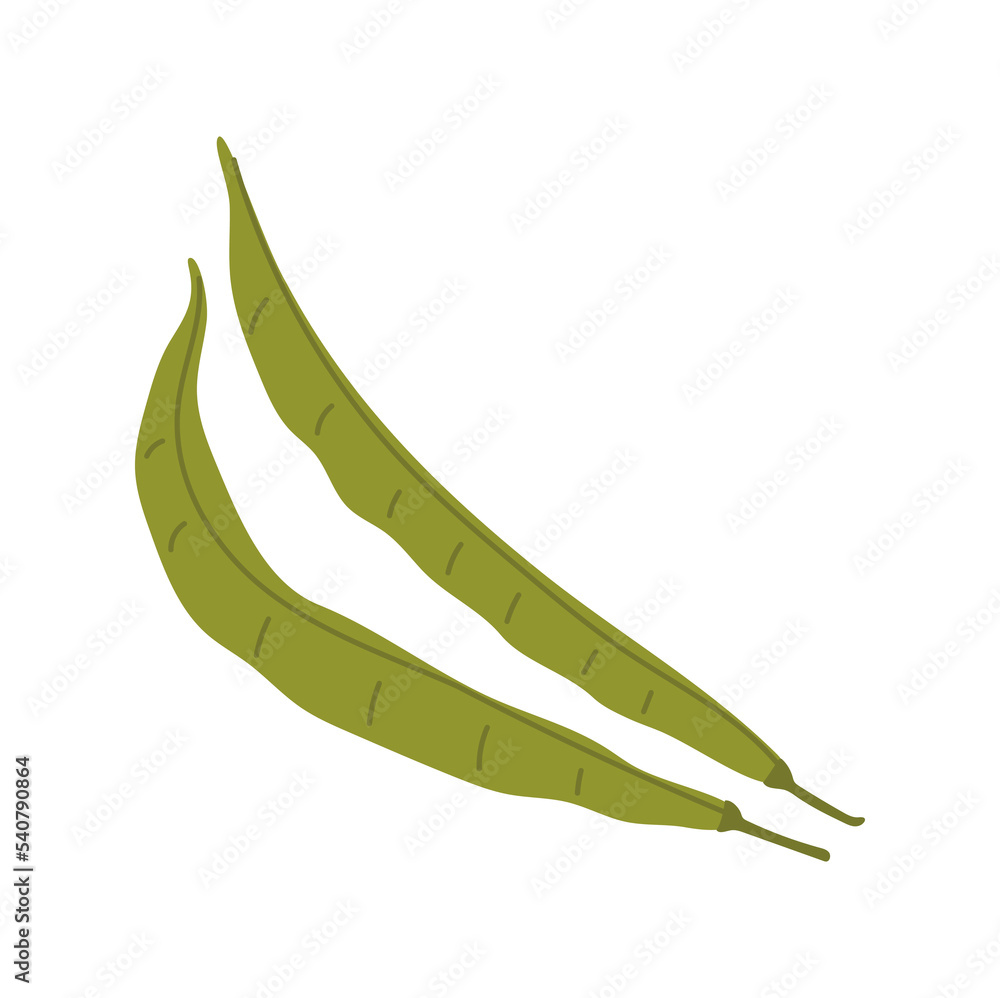 Pod of pea or kidney bean legume pod isolated cartoon vegetarian food. Vector common kidney bean in closed pod. Superfood fresh plant Pod of pea or kidney bean legume pod isolated cartoon vegetarian food. Vector common kidney bean in closed pod. Superfood fresh plant