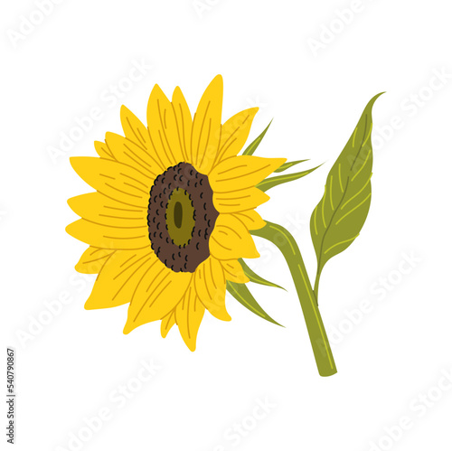 Sunflower yellow flower with green leaf. Vector gardening agriculture plant, source of sunflower oil. Summer harvest and floral design element