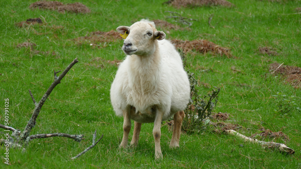 Obraz premium Sheep looking up at a mountain top