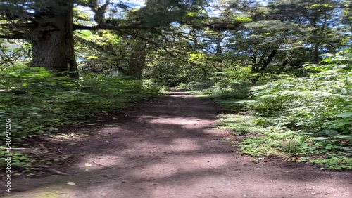 First person view of someone walking on a path in the woods. Vertical Video.