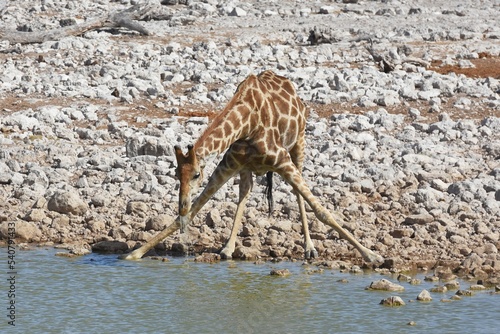 Steppengiraffe (giraffa camelopardalis) am Wasserloch von Okaukuejo im Etoscha Nationalpark in Namibia. 