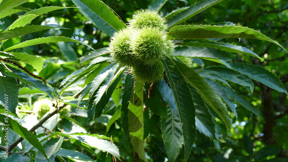 Branch of a chestnut tree bearing fruit in autumn Branch of a chestnut tree bearing fruit in autumn