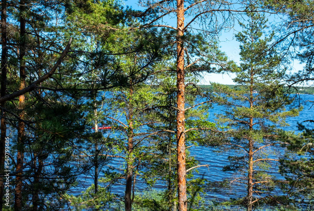 Fototapeta premium Ship pine trees on the shore of a lake in northern Europe