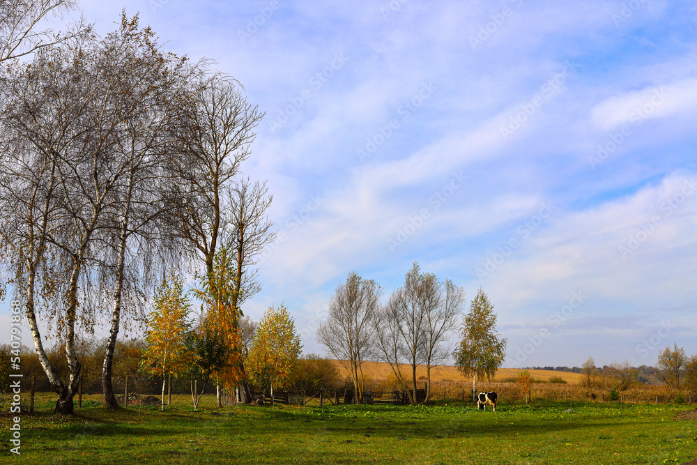 Autumn village landscape. Sunny morning, birches with yellow-green leaves, wooden fence, gentle blue sky. The beauty of the native land. Golden autumn. Ukraine, Europe.