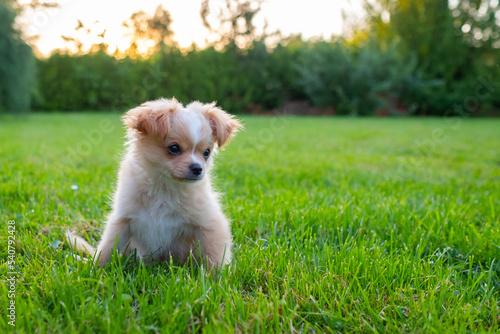 Small cute Chihuahua puppy playing outdoors at sunset. Long-haired pet miniature dog with brown hair. Adorable little friend. Companion friendly dog. Playful funny purebred canine. 