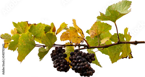 Deux grappes de raisins sur un cep de vigne alsacienne.