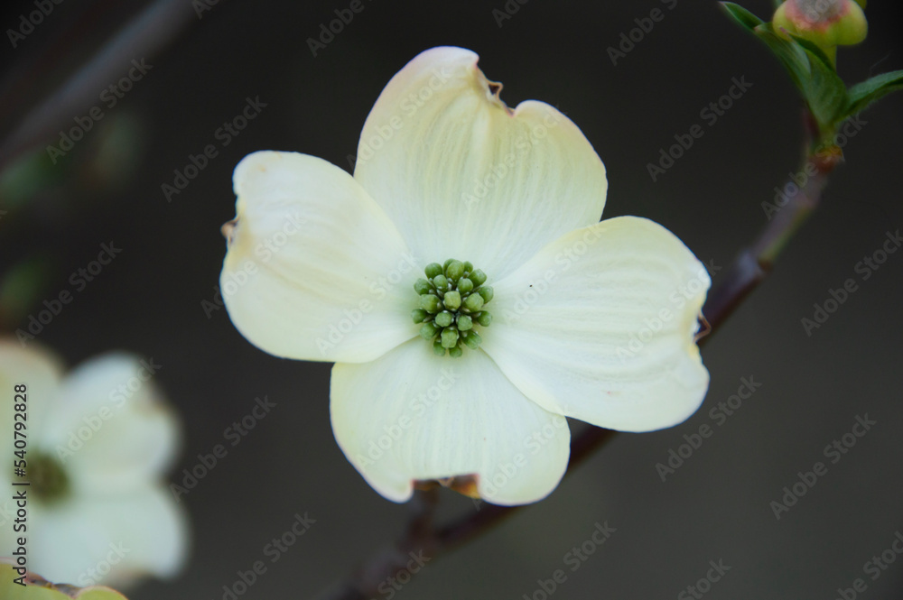 Fototapeta premium Dogwood tree blossom