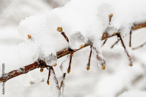 tree branch covered with ice and snow close up