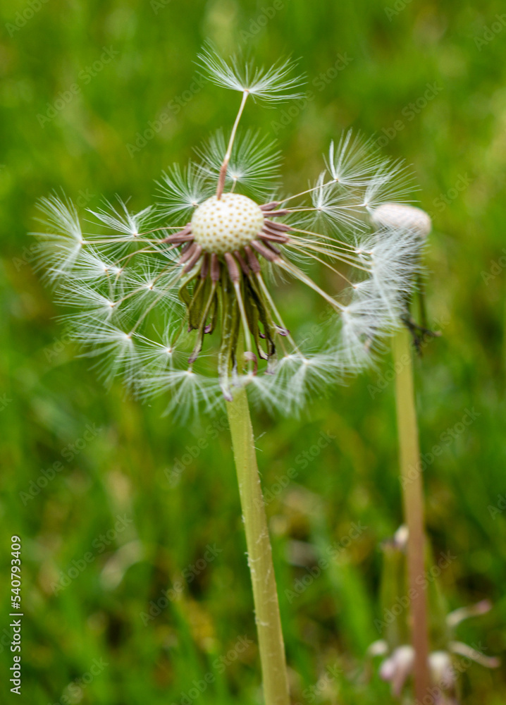 Dandelion seeds