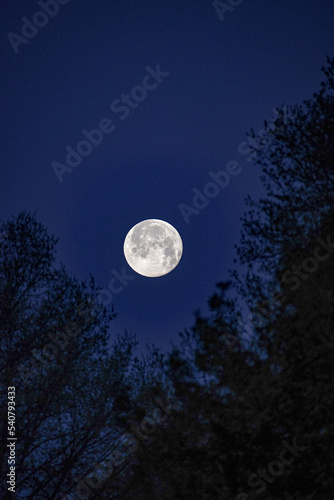 Full Moon Rising Above Trees