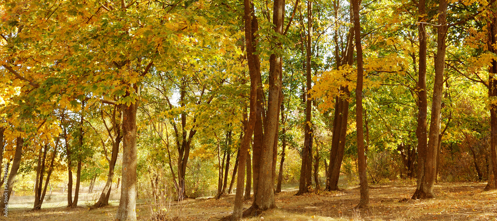 Autumn forest with yellow leaves. Wide photo.