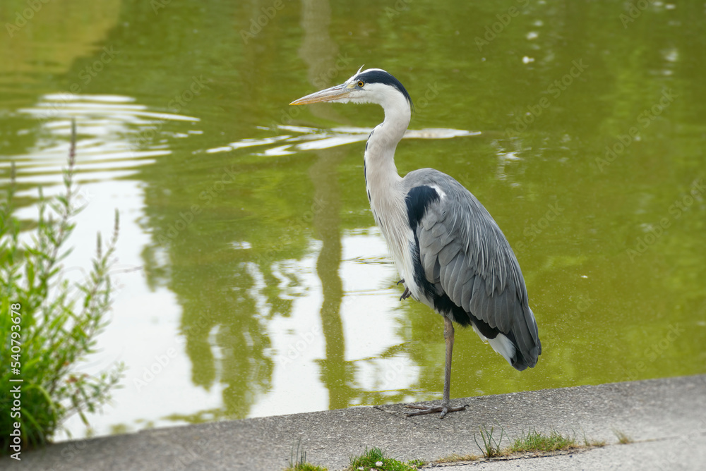 Grey Heron (Ardea cinerea) standing near a pond in Zurich, Switzerland Grey Heron (Ardea cinerea) standing near a pond in Zurich, Switzerland