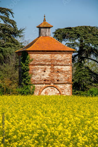 pigeonnier dans un champ de colza