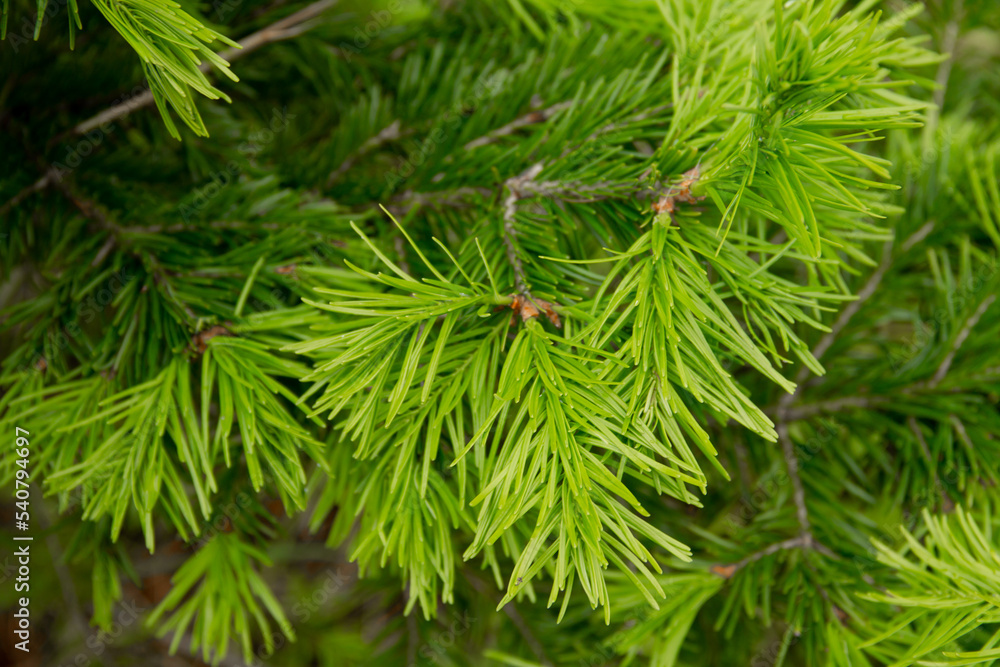 yellowed branches of a coniferous plant in early spring yellowed branches of a coniferous plant in early spring