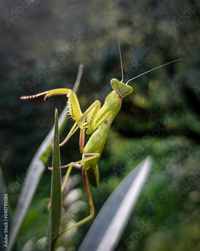 green praying mantis photo