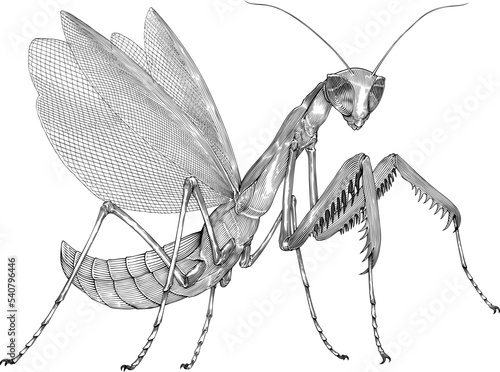Black and  white vector drawing of mantis
