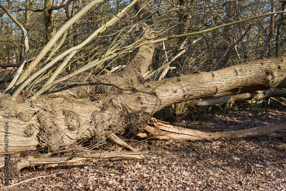 fallen tree with naked roots outside in rickmond park fallen tree with naked roots outside in rickmond park