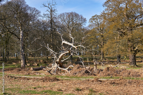 old tree in winter in rickmond park photo