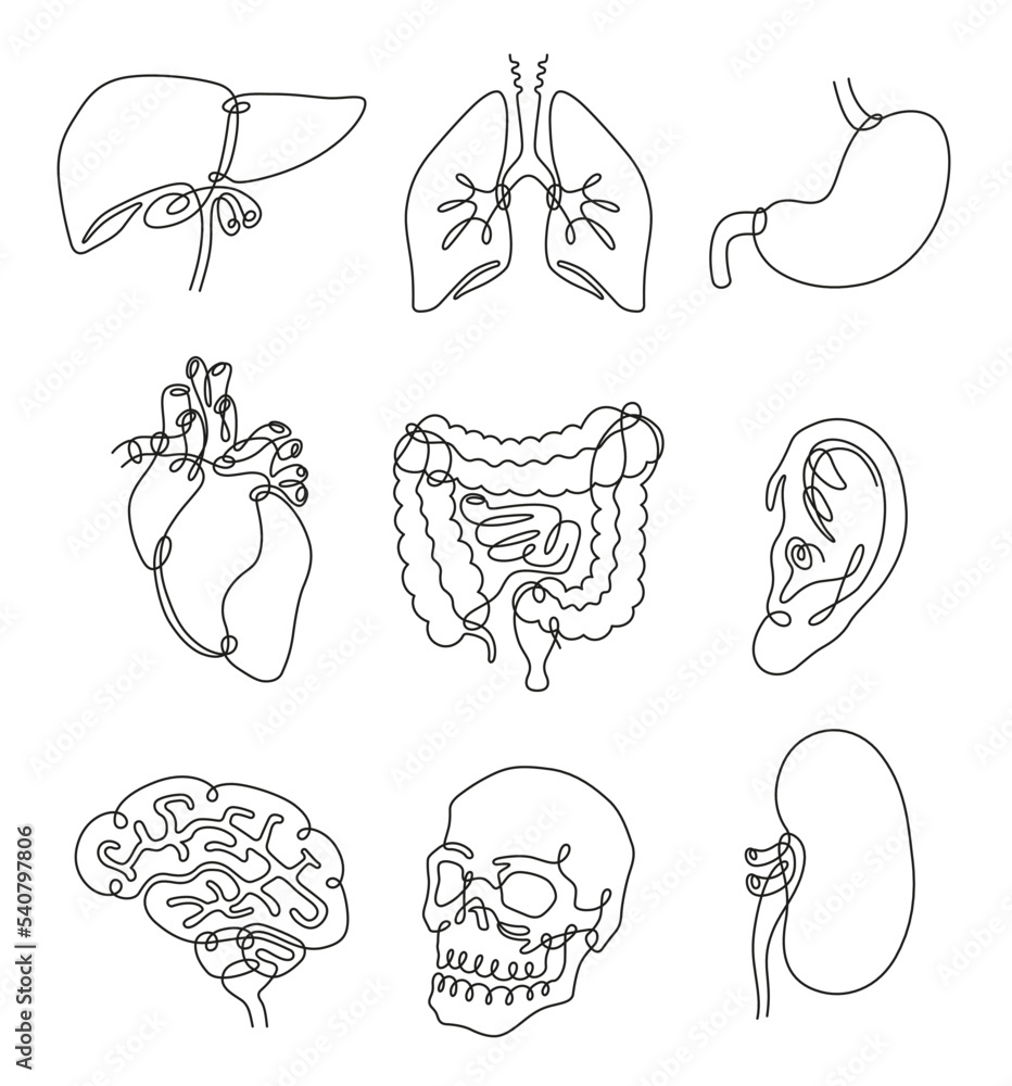 Human internal organs continuous one line set vector illustration ...