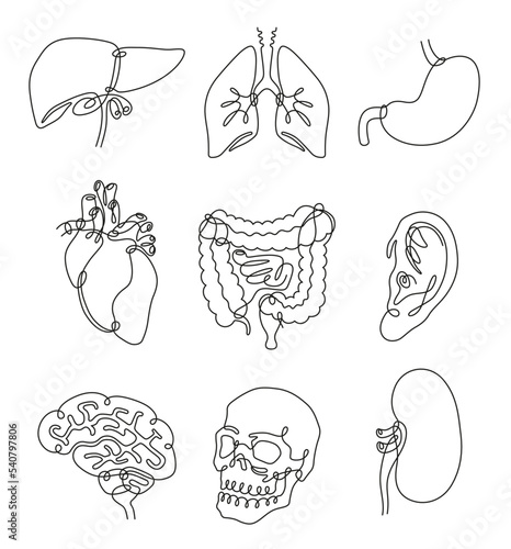 Human internal organs continuous one line set vector illustration. Lungs kidneys stomach intestines