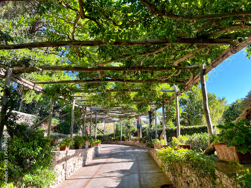 Foto Italian gardens with vine overhand on Capri