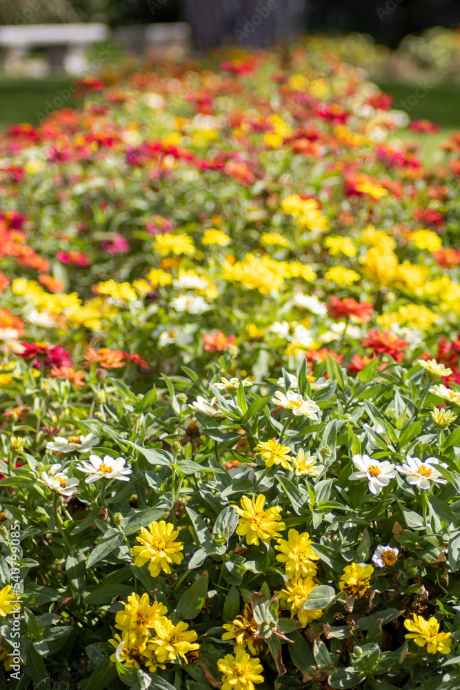 Set of flowers of different kinds and colors