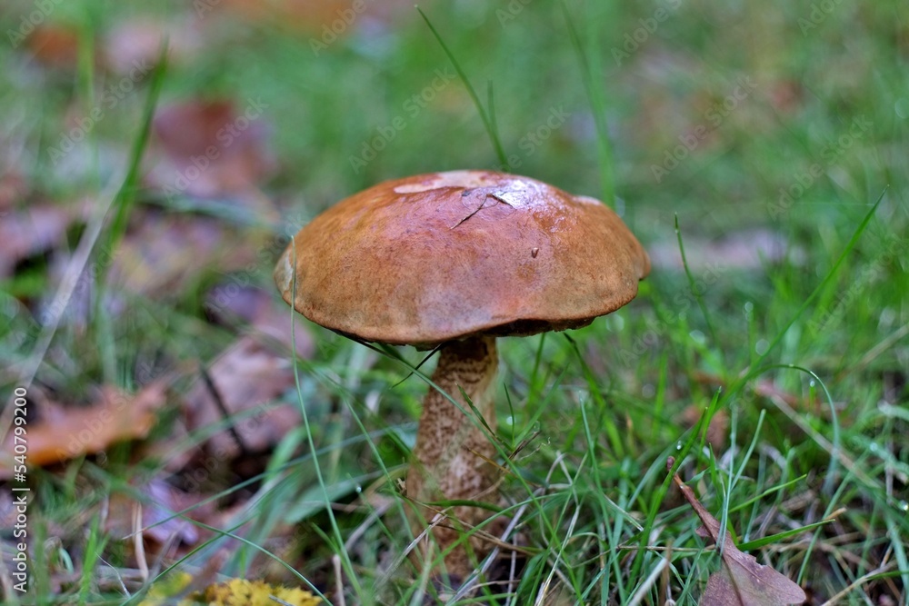 Un bolet dans un bois. Un bolet dans un bois.