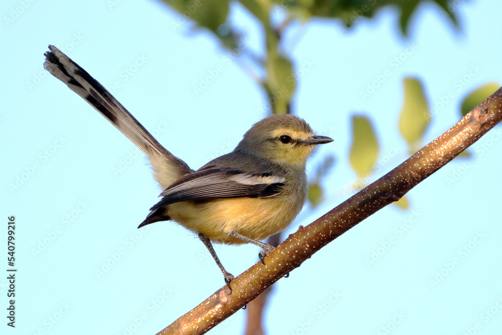 Obraz premium Greater Wagtail-Tyrant (Stigmatura budytoides) isolated, perched on blue sky