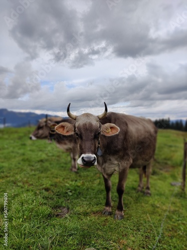 Fototapeta Naklejka Na Ścianę i Meble -  Kühe auf grüner Wiese