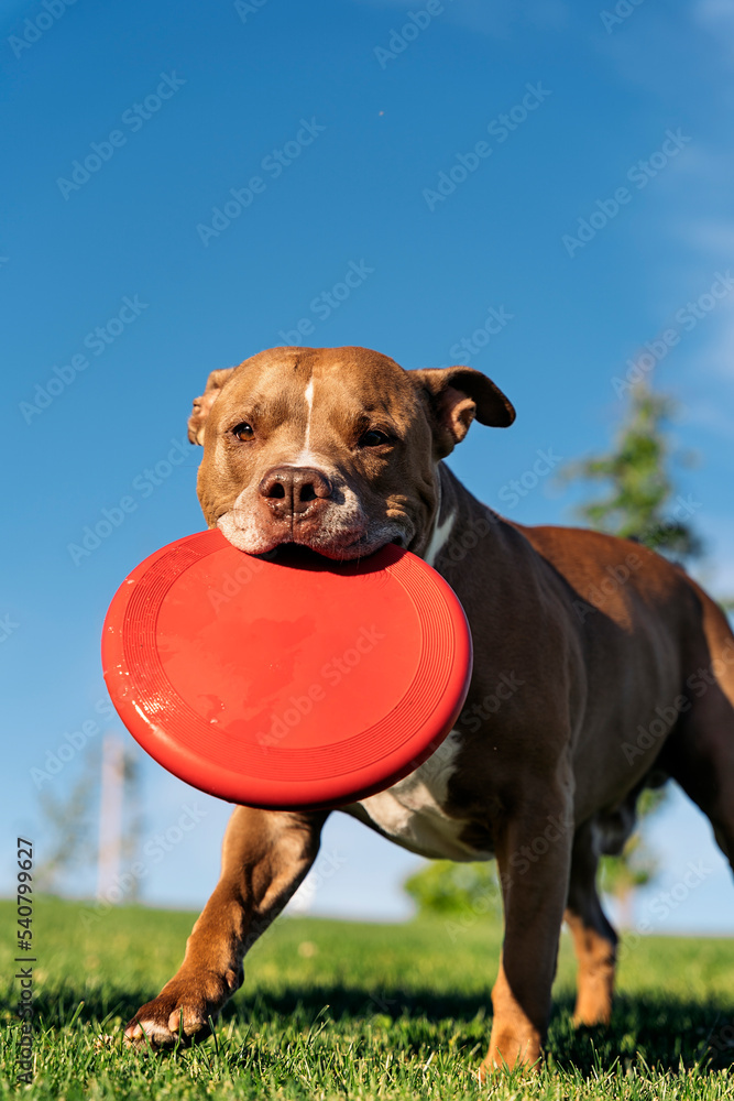 Dog Playing with Frisbee Portrait
