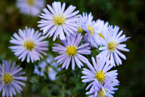 daisies in the garden