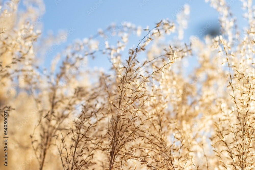 Fototapeta premium Dried Autumn Japanese pampas Grass Softly Through A Golden Sunset