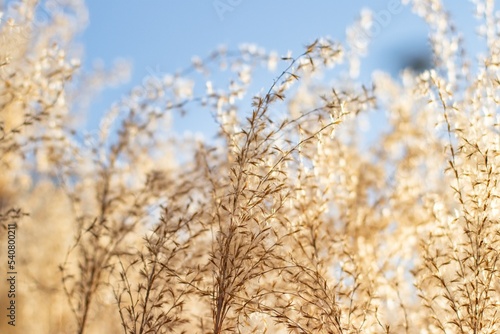 Dried Autumn Japanese pampas Grass Softly  Through A Golden Sunset