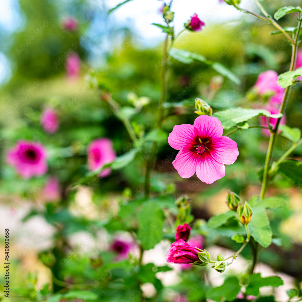 Fleurs d'été