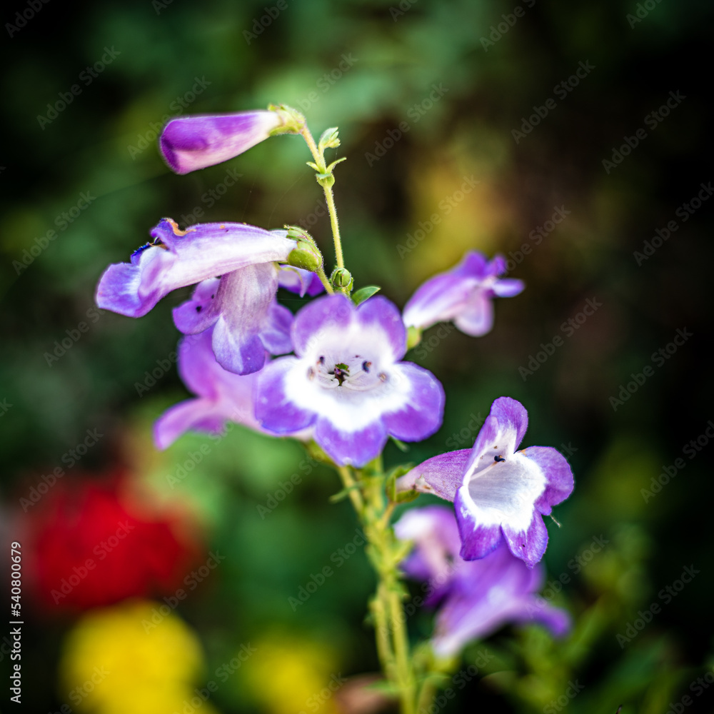 Fleurs d'été