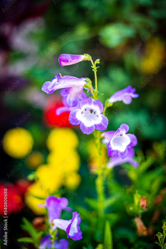 Fleurs d'été