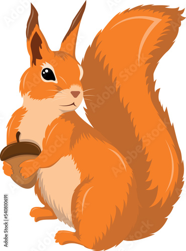 Red forest squirrel with nut, vector graphic