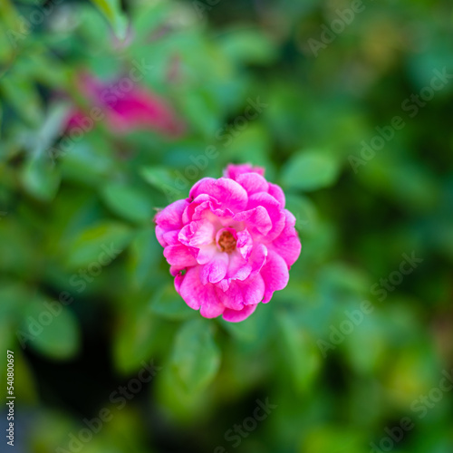 Obraz na płótnie Fleurs d'été w salonie