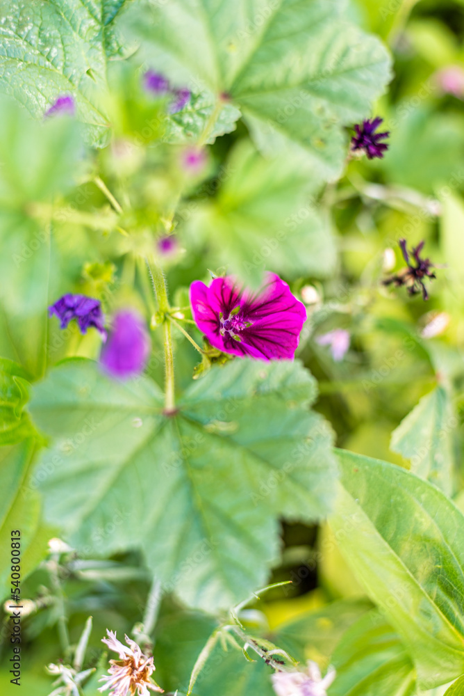 Fleurs d'été