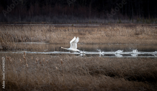 Fototapeta Naklejka Na Ścianę i Meble -  Leaving for the winter