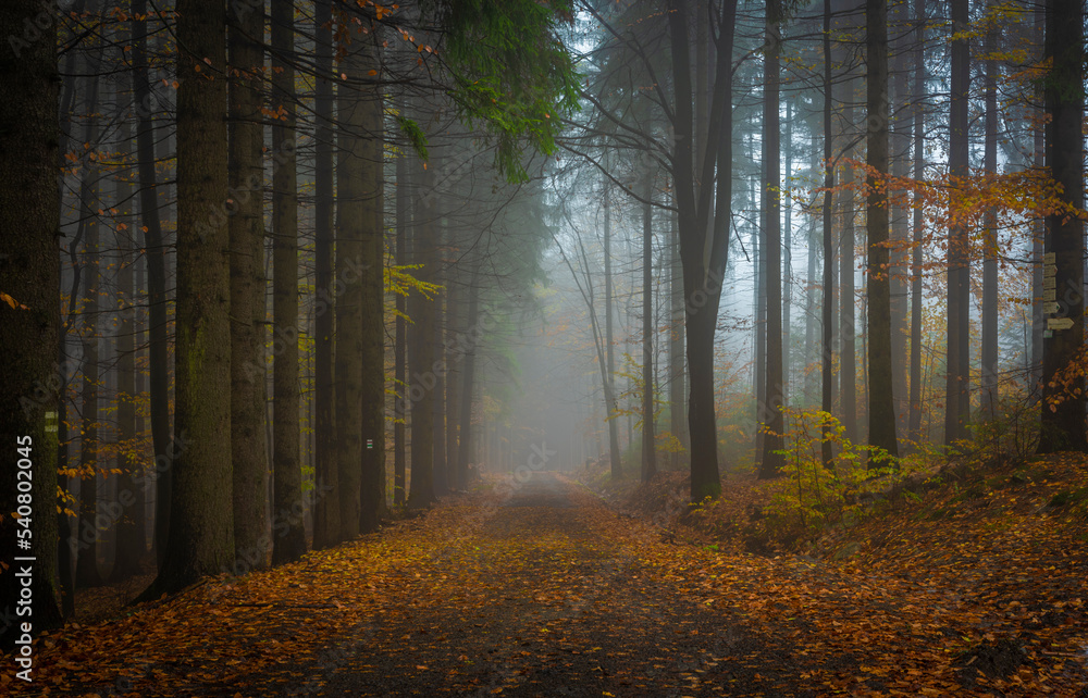 Obraz premium Autumn color forest path in Luzicke mountains in fall cloudy rainy morning