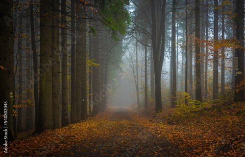 Autumn color forest path in Luzicke mountains in fall cloudy rainy morning